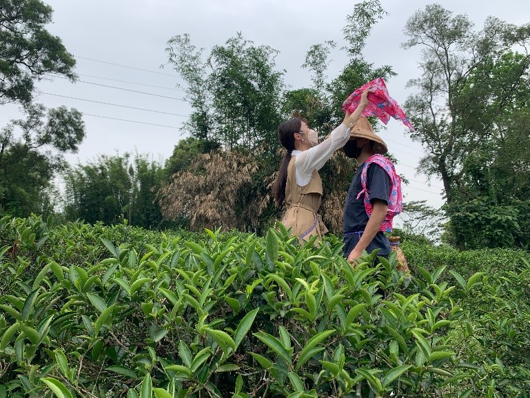 茶金小旅行至三峽茶園認識青心柑種茶鄉